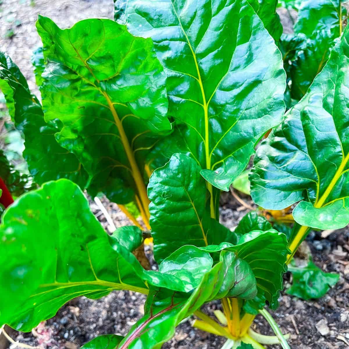 Swiss chard plants in the garden.