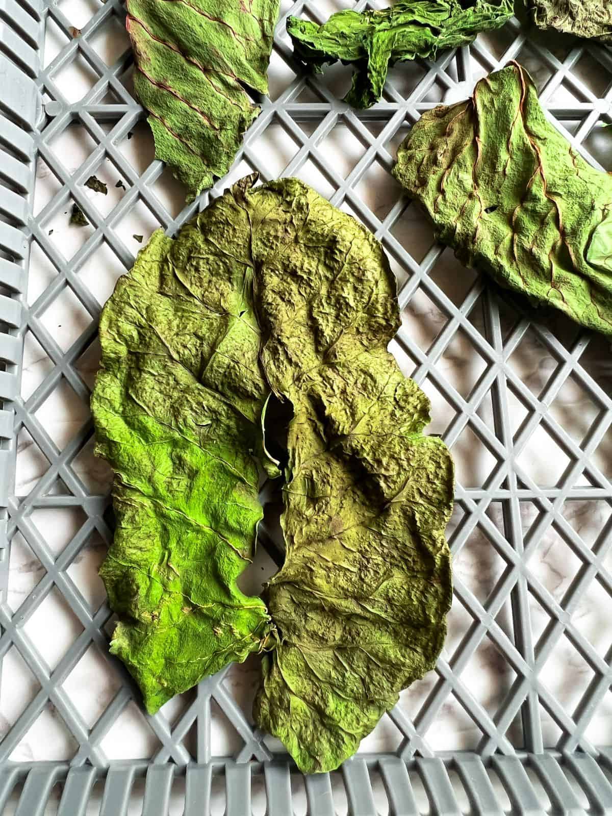 Dehydrated swiss chard leaves ready to blend.