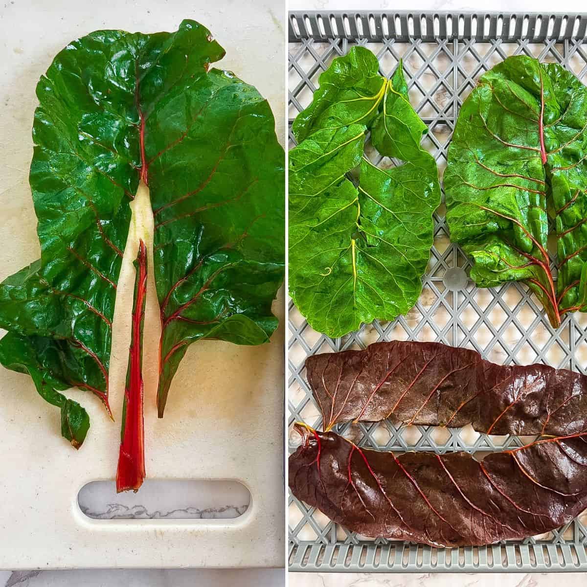Swiss chard leaves ready to dehydrate.