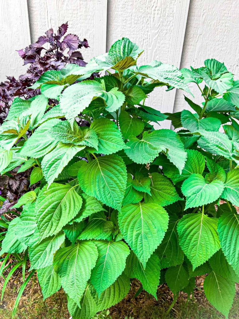 Perilla plant and japanese red shiso plant comparison.